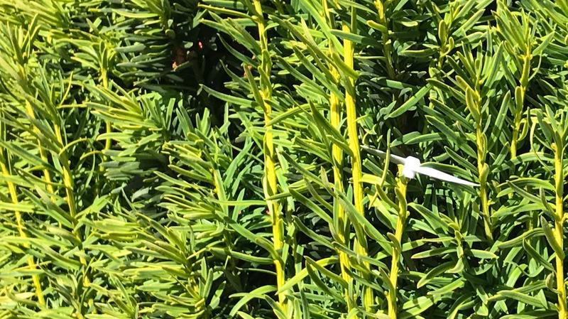 Une hélice plantée dans un thuya