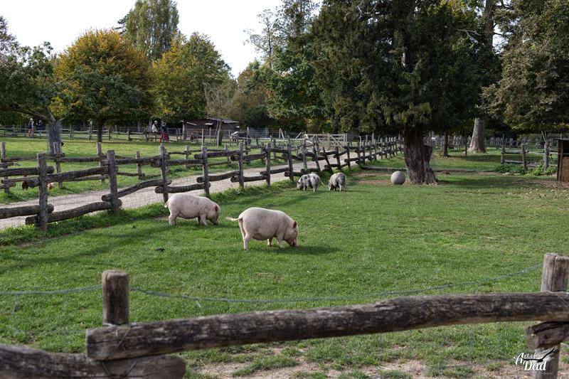 La ferme pédagogique du Hameau de la Reine